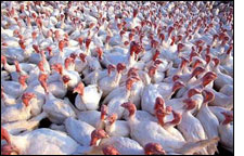 Bird Flu in Mexico