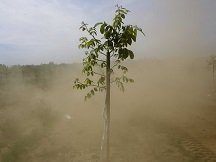 Salad bowl turning to dust