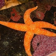 Starfish